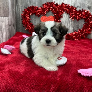 Havanese Puppy Calvin
