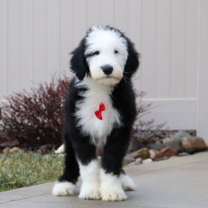 Sheepadoodle Puppy Buddy