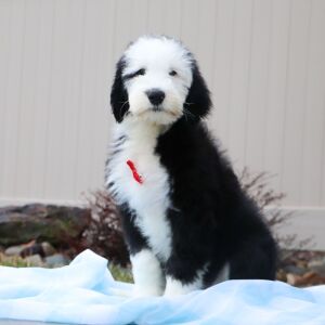 Sheepadoodle Puppy Buddy