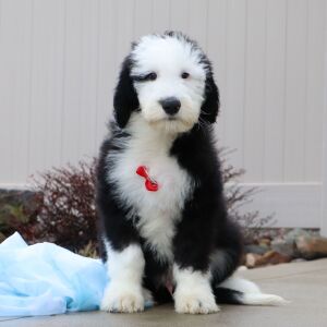 Sheepadoodle Puppy Buddy