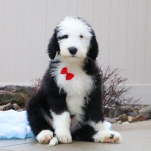 Sheepadoodle Puppy Buddy