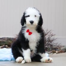 Sheepadoodle Puppy Buddy