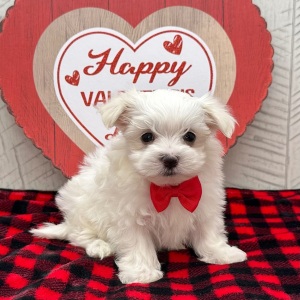 Maltese Puppy Jonah