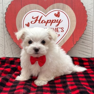 Maltese Puppy Jonah