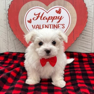 Maltese Puppy Jonah