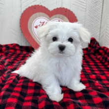 Maltese Puppy Jonah