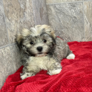 Havanese Puppy Kip