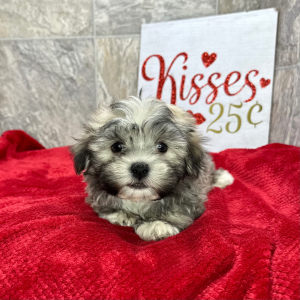 Havanese Puppy Kip