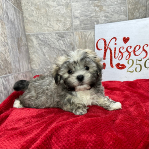 Havanese Puppy Kip