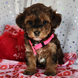 Yorkiepoo Puppy Ozzie