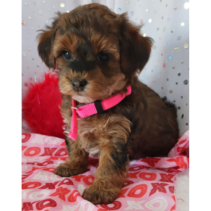 Yorkiepoo Puppy Ozzie