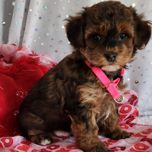 Yorkiepoo Puppy Ozzie