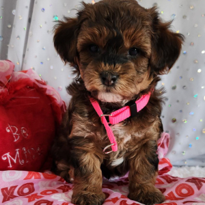 Yorkiepoo Puppy Ozzie