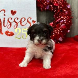 Havanese Puppy Fritz