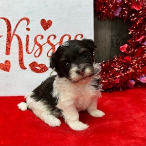 Havanese Puppy Fritz