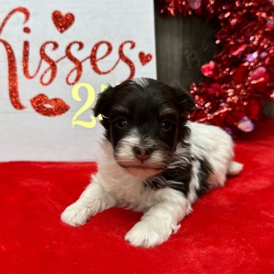 Havanese Puppy Fritz