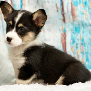 Pembroke Welsh Corgi Puppy Oakley