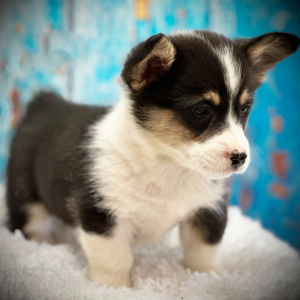 Pembroke Welsh Corgi Puppy Oakley