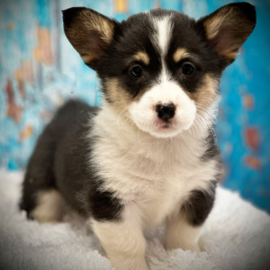 Pembroke Welsh Corgi Puppy Oakley