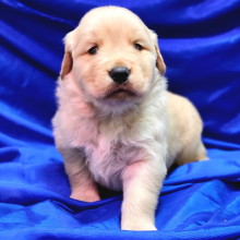 Golden Retriever Puppy Jackson