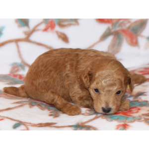 Poodle Puppy Mandy