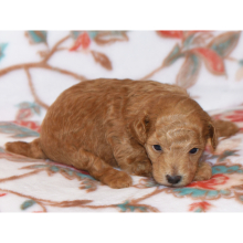 Poodle Puppy Mandy