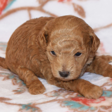 Poodle Puppy Mandy