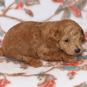 Poodle Puppy Mandy