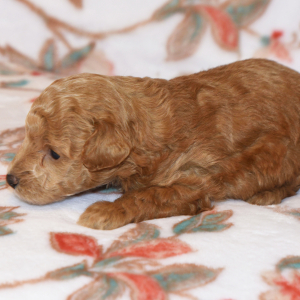 Poodle Puppy Mandy