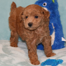 Poodle Puppy Mandy