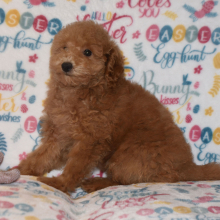 Poodle Puppy Mandy
