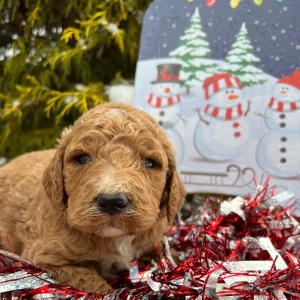 Labradoodle Puppy Luke