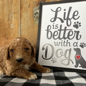 Labradoodle Puppy Luke