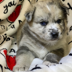 Pomsky Puppy Dallas