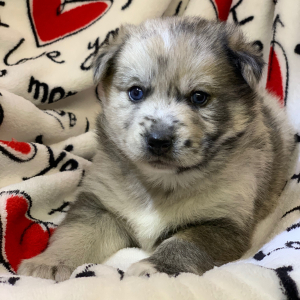 Pomsky Puppy Dallas