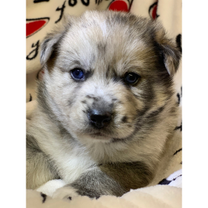 Pomsky Puppy Dallas