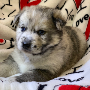 Pomsky Puppy Dallas