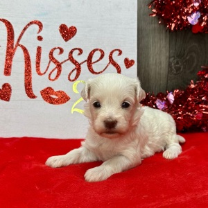 Havanese Puppy Lydia