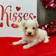 Havanese Puppy Lydia