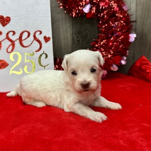 Havanese Puppy Lydia