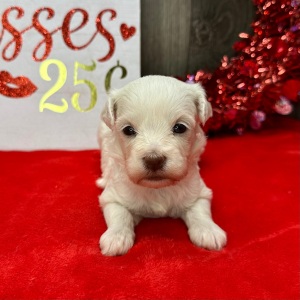 Havanese Puppy Lydia