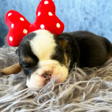 Bulldog Puppy Tammy