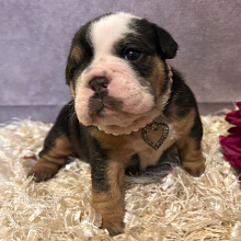 Bulldog Puppy Tammy