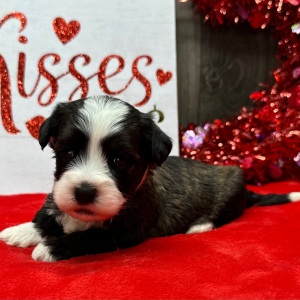 Havanese Puppy Nacho