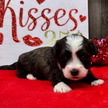 Havanese Puppy Nacho