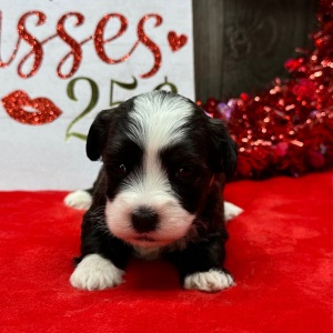 Havanese Puppy Nacho