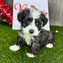 Havanese Puppy Nacho
