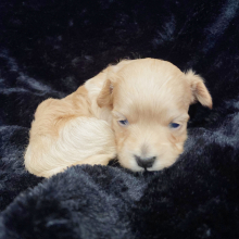 Maltipoo Puppy Pepper
