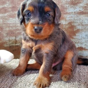 Aussiedoodle Puppy Chutney