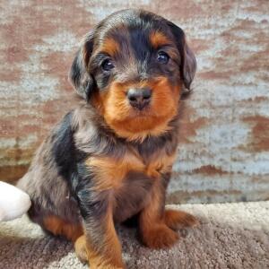 Aussiedoodle Puppy Chutney